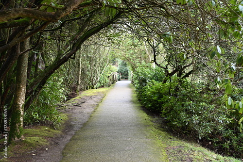 unique path with overhanging trees creating a arch from trees