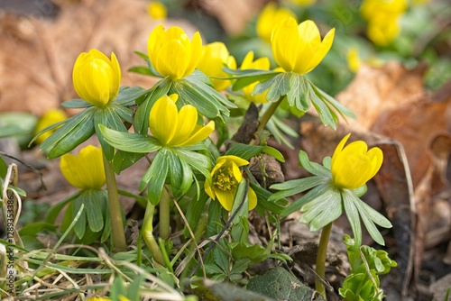 Quadro su tela beautiful flowering winter aconite flowers in a forest