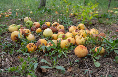 Rotten and overripe apples scattered on the ground in an orchard. Some apples remain fresh, while others show signs of decay. Fallen fruit decomposing under tree, blending with the soil photo