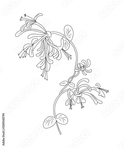 Honeysuckle June birth month flower line art drawing. Lonicera Periclymenum botanical vector illustration isolated. Modern minimalist design for logo, tattoo, wall art, poster.