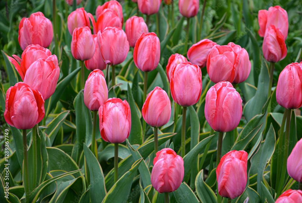 Fototapeta premium pink tulip. Beautiful, bright pink tulip flower blooming in the garden on a spring day, pink tulip with amazing petals, spring flowerclose-up