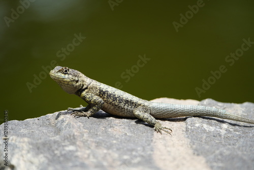 The Tropidurus hispidus is a close relative of the iguanas and is found throughout Central and South America, preferring sandy or rocky areas. Fortaleza Ceará, Brazil.