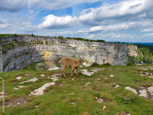 animal dans la nature