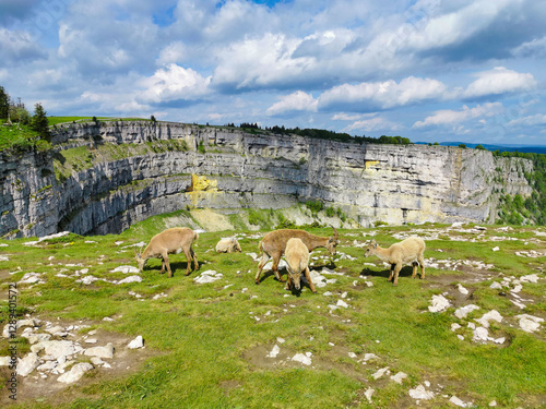 animaux dans la nature