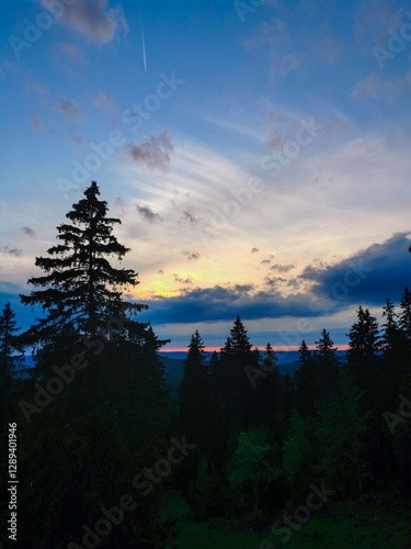 coucher de soleil à travers les arbres