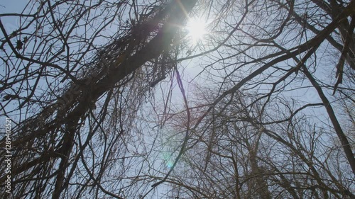 Looking up at bare trees waving in the wind, a sunny blue sky behind them during springtime. Slight camera movement with lens flares.