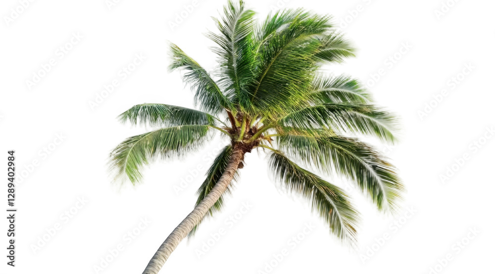 Fototapeta premium Tropical palm tree, cut out