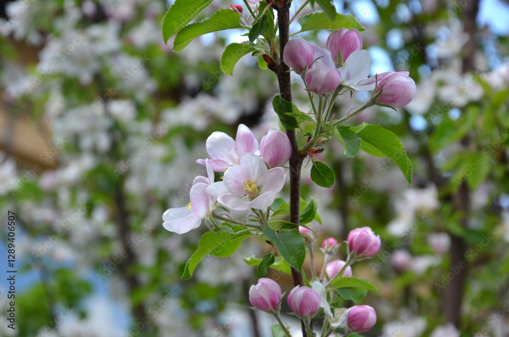 Light pink blooming apple tree branch with flowers buds and leaves against natural blurred garden background. Closeup photo outdoors. Gardening, growing fruit trees concept. Light pink blooming apple tree branch with flowers buds and leaves against natural blurred garden background. Closeup photo outdoors. Gardening, growing fruit trees concept.