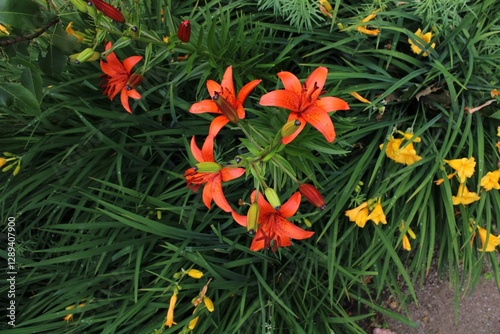 Red Tiger Lilies in a Garden