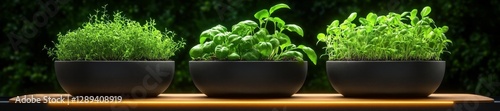 Lush green herbs growing indoors in sleek modern black pots on a countertop with natural lighting in the background. Generative AI photo