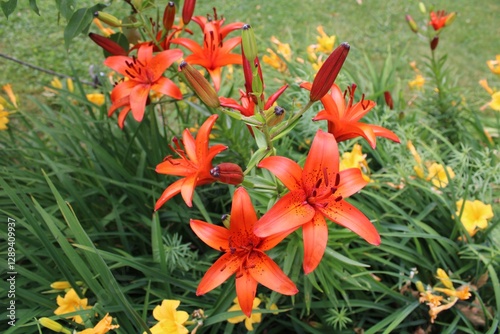 orange tiger lilies in the garden