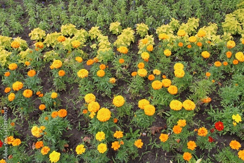 field of yellow flowers