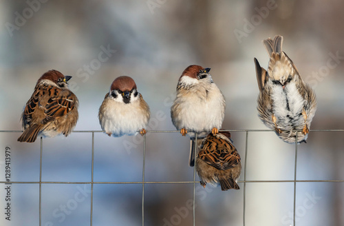 three funny birds sparrows sitting on a chain link fence in a winter garden