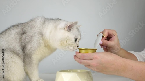 Curious cat enjoys treat from canned food for animals in cozy indoor setting