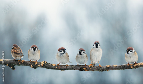 birds sparrows sitting on a branch covered with yellow mushrooms in a winter ...