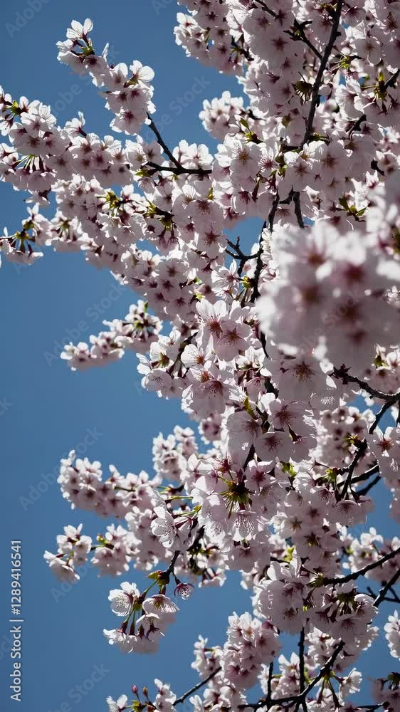 A dreamy, blurred video of cherry blossoms against a bright blue sky, captured from a low angle with sunlight filtering through the petals. Suitable as mobile wallpaper. A dreamy, blurred video of cherry blossoms against a bright blue sky, captured from a low angle with sunlight filtering through the petals. Suitable as mobile wallpaper.