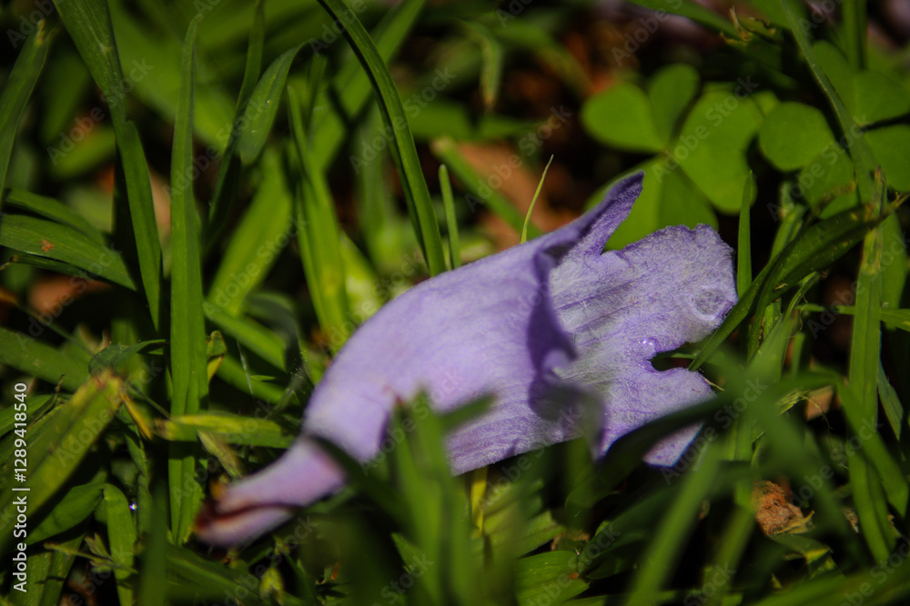 Obraz premium Jacaranda in Grass 
