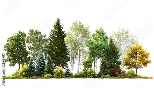 A front-facing view a mixed forest, including birch, sycamore, spruce, pine, and maple trees, isolated on a transparent background with natural lighting