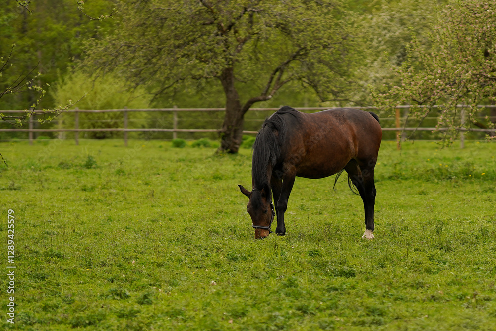 Obraz premium A brown horse with a black mane grazes on fresh green grass in a peaceful countryside pasture surrounded by lush trees.