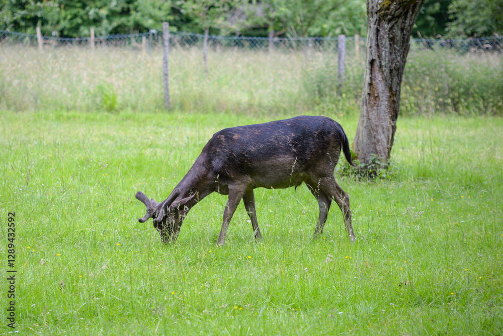 Deer walking on lawn and eating green grass in nature reserve Deer walking on lawn and eating green grass in nature reserve
