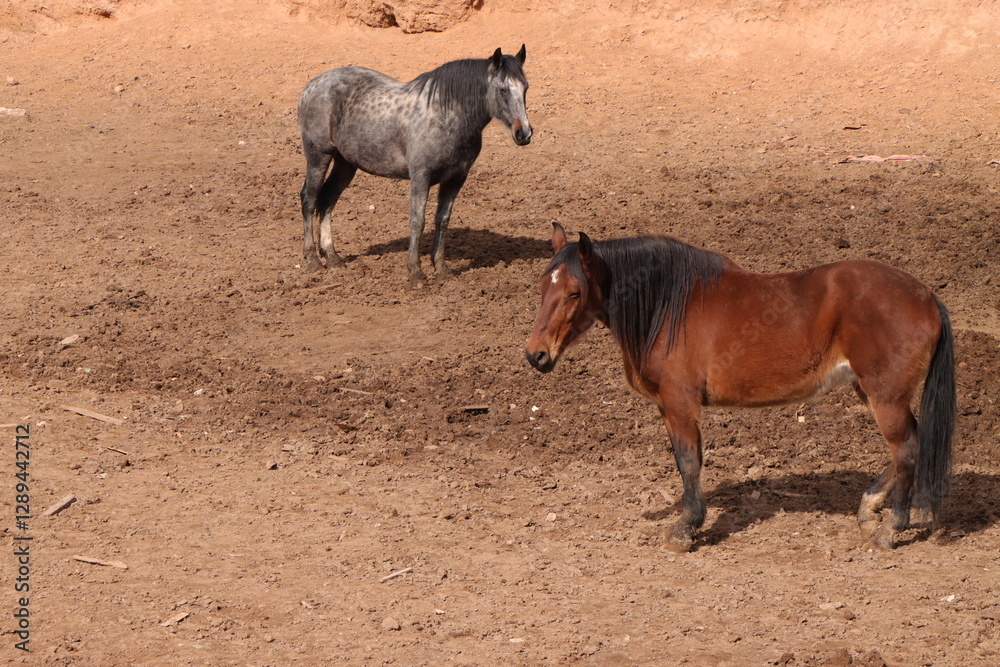 Fototapeta premium Two horses in a spacious pasture