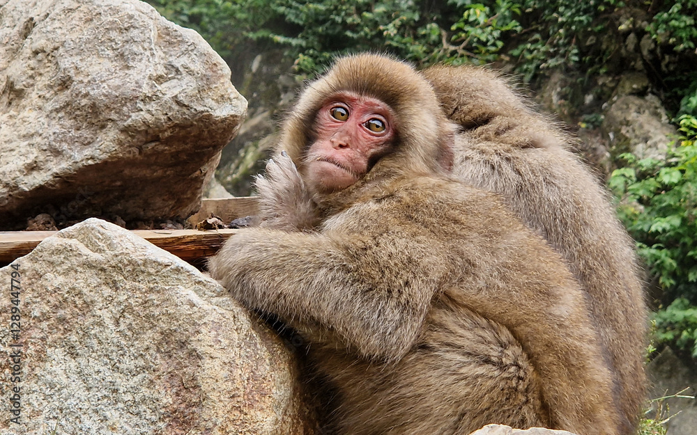 Naklejka premium Giappone