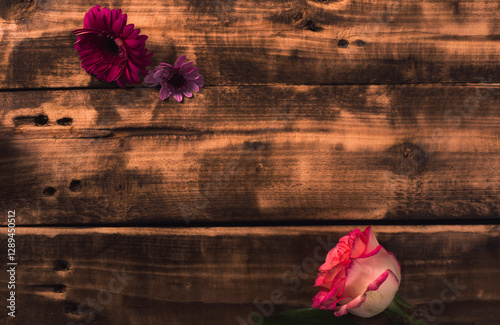 one beautiful pink rose on wooden surface