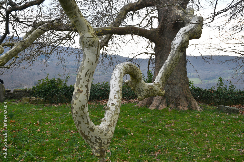 Obraz premium Beautiful giant plane tree in a park on the hills near Florence. Italy