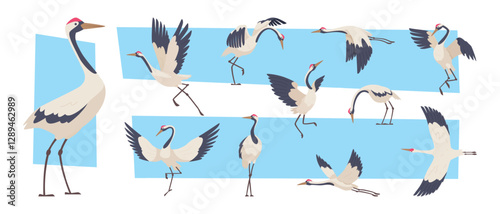 Stork. Flying crane birds collection exact vector asian wildlife creatures illustrations