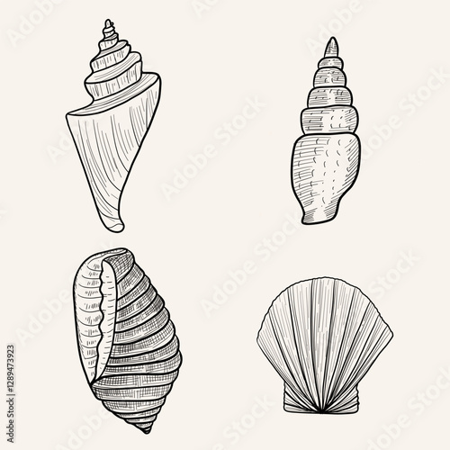 Set of line art seashells, sketch style, hand drawing