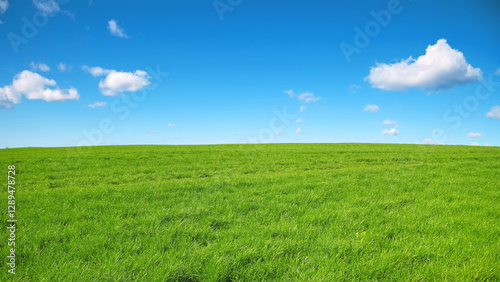 Fototapeta Naklejka Na Ścianę i Meble -  Green meadow with a blue sky