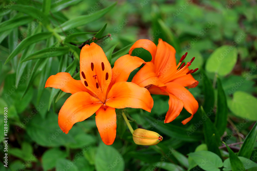 Fototapeta premium Orange Thunberg lily blooming in the field