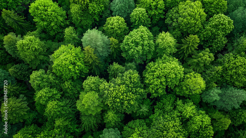 Aerial view of a lush green forest symbolizing carbon neutrality photo