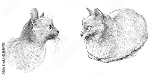 Sketches of two domestic cats, animal head, realistic hand drawn vector illustration isolated on white