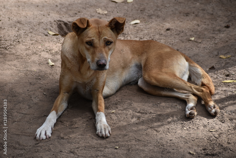 Le Dingo ou warrigal Le Dingo ou warrigal
