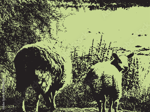 Sheep walking into field and staring backwards