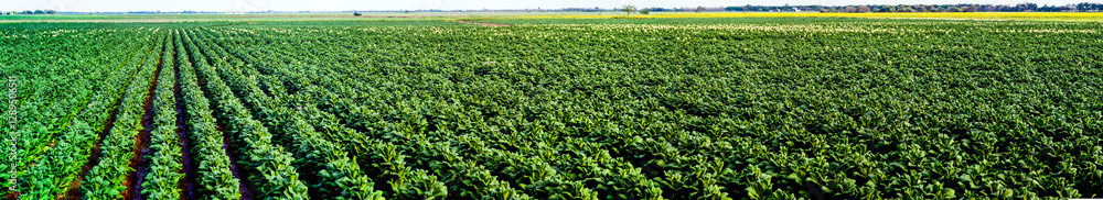 Vast green tobacco field with neat rows of plants stretches across the landscape, dotted with white flowers, under a clear sky, with distant yellow fields and trees on the horizon Vast green tobacco field with neat rows of plants stretches across the landscape, dotted with white flowers, under a clear sky, with distant yellow fields and trees on the horizon