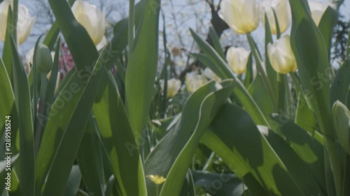 Small yellow Lesser Celandine flowers bloom below white tulips. The sunny sky causes a lens flare.