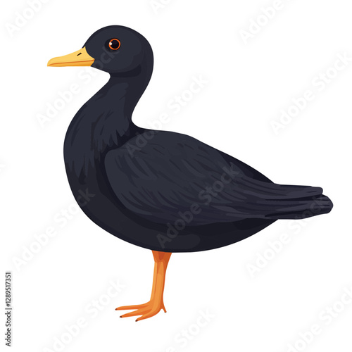Minimalist flat illustration of Coot, featuring a clean design isolated on a white background.

