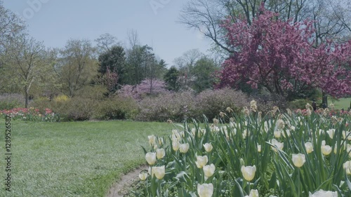 A patch of yellow tulips in a blooming garden park with a freshly cut lawn.