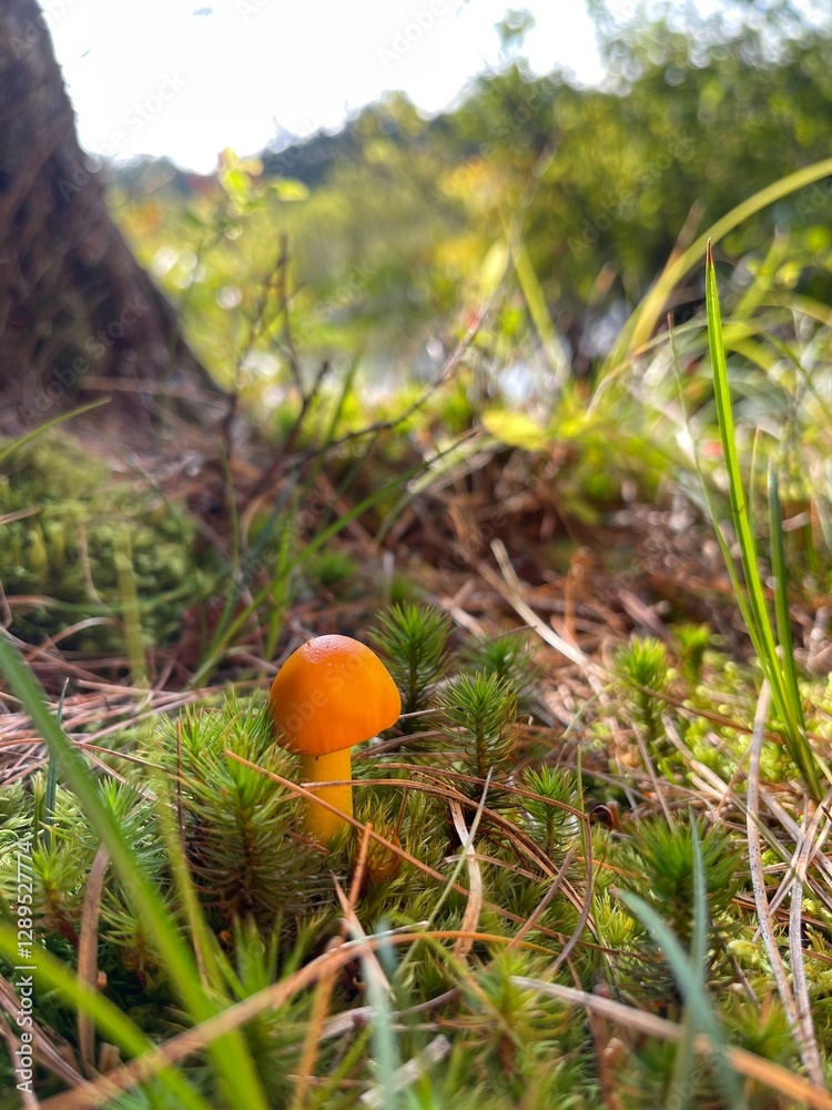Bright orange mushroom growing amidst green moss, blades of grass, and foliage in a vibrant, sunlit forest setting. The picturesque scene captures a serene moment of natural beauty and tranquility. Bright orange mushroom growing amidst green moss, blades of grass, and foliage in a vibrant, sunlit forest setting. The picturesque scene captures a serene moment of natural beauty and tranquility.