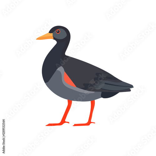 Minimalist flat illustration of Moorhen, featuring a clean design isolated on a white background.

