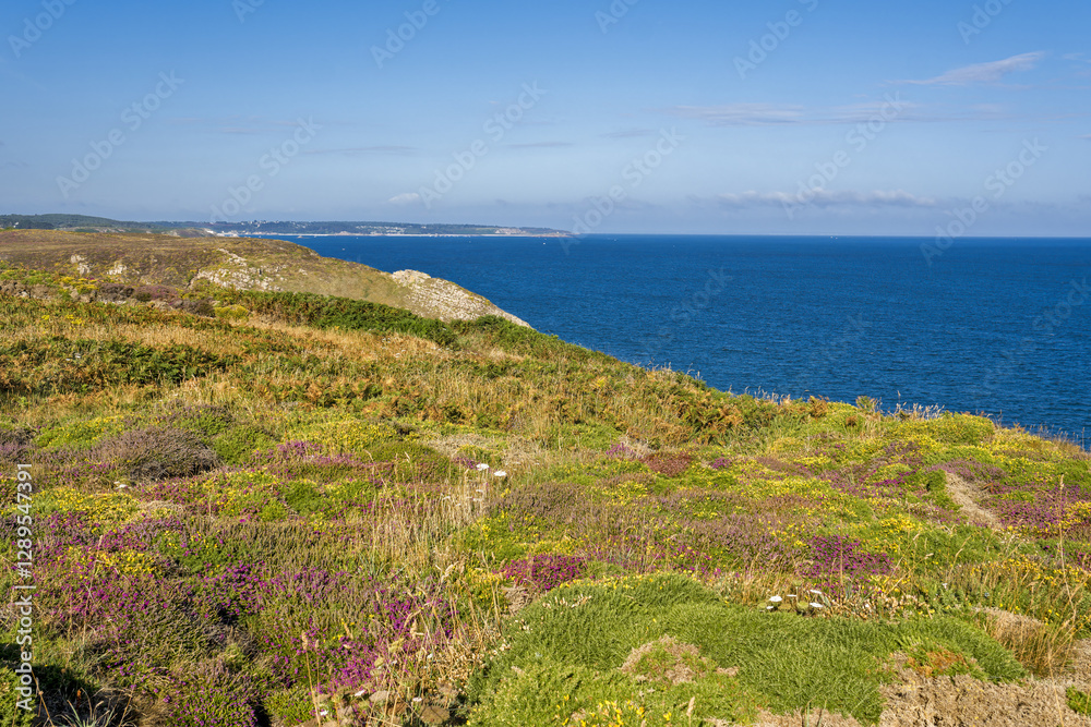 carpet of heather flowers in the region of Cap Fréhel, Brittany, France carpet of heather flowers in the region of Cap Fréhel, Brittany, France
