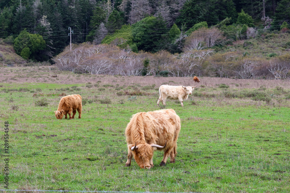 Obraz premium Highland Cow Grazing in Pastoral Landscape