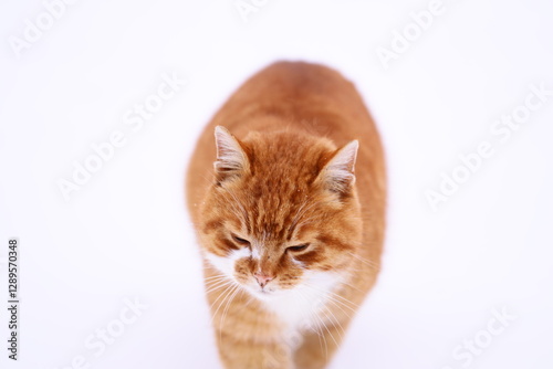 A domesticated cat stands in a snowy environment, its fur fluffed up against the cold.