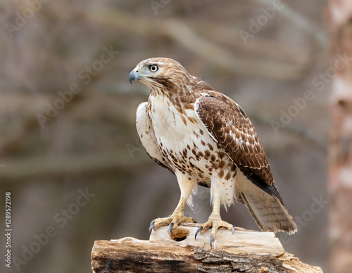 red tail  hawk standing on perch
