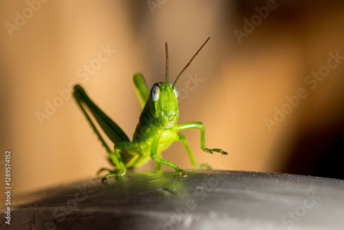 green grasshopper on a yellow background