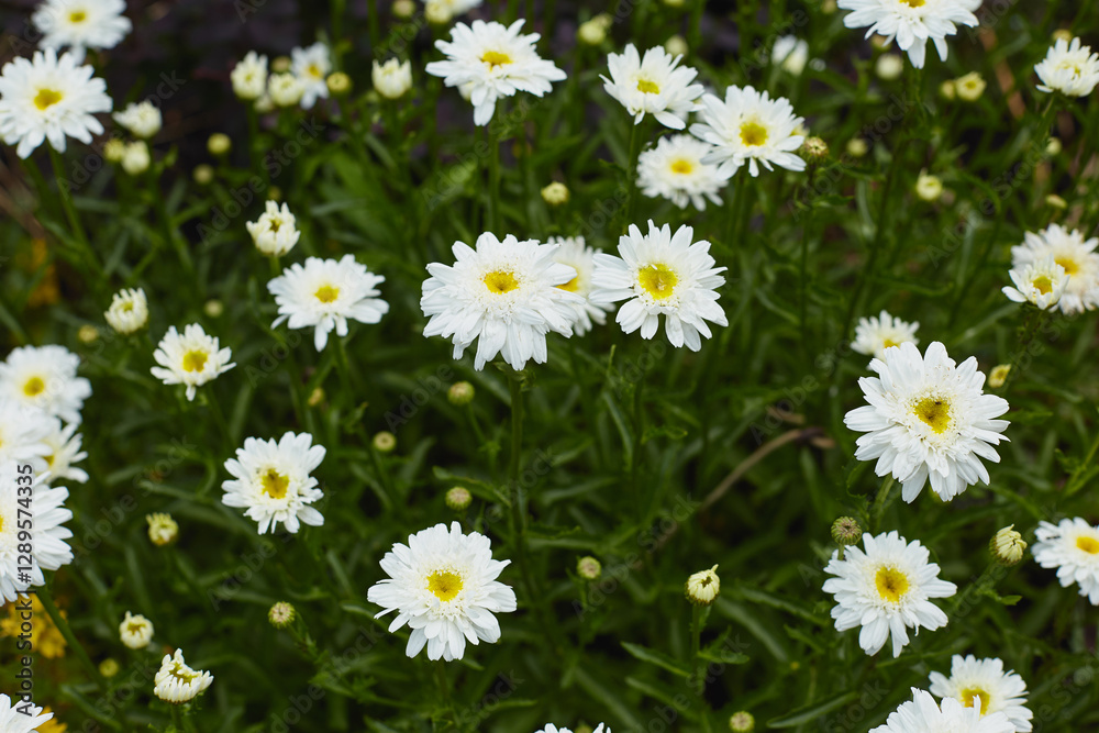 Fototapeta premium Numerous white daisies flourish in a vibrant garden, showcasing their delicate petals and cheerful yellow centers under clear blue skies.