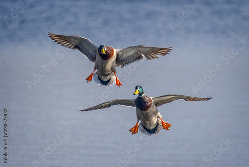 Pair of Male Mallard ducks coming into land on the lake at Langford Lake in Wiltshire on 24 February 2025