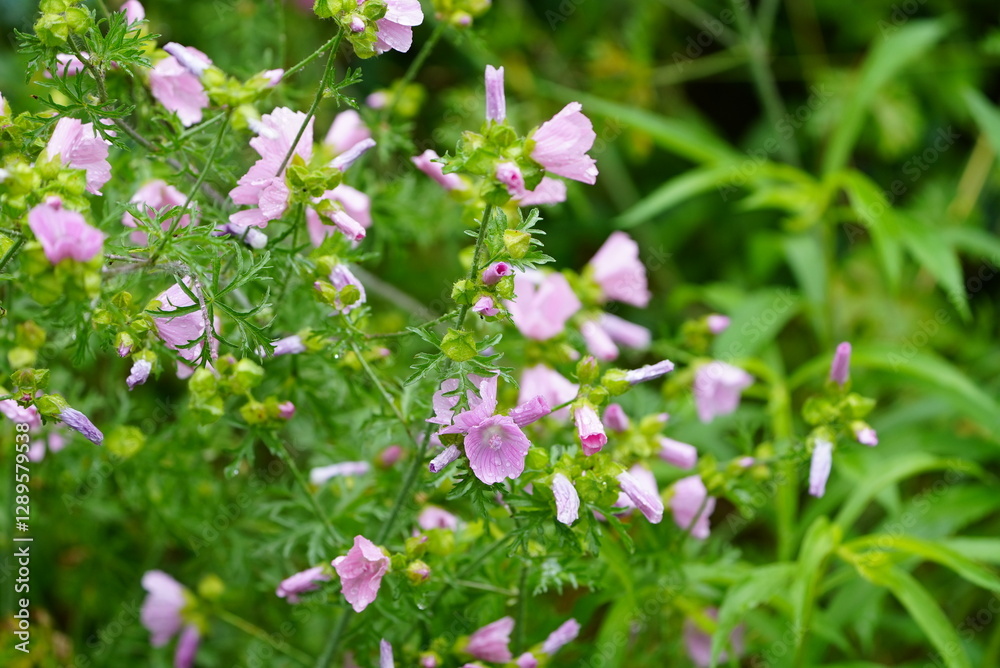 Pink flowers with green wet leaves after spring rain